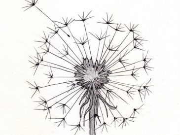 Dandelion seed easy drawing