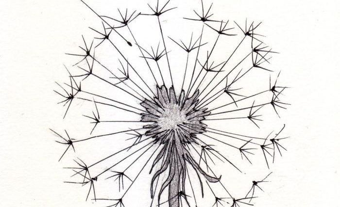 Dandelion seed easy drawing