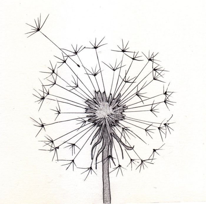 Dandelion seed easy drawing