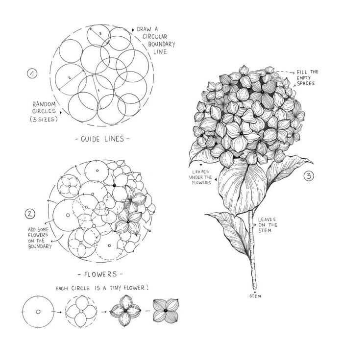 Hydrangea drawing easy easy