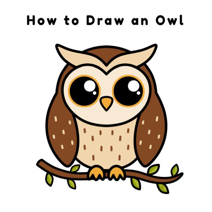 Kelp owl drawing easy