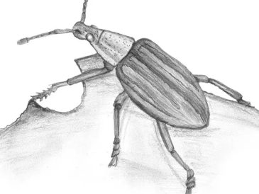 Drawing weevil insect insects drawings biology pest sketch biological pencil life resources realistic large weevils beetles cycles back paintingvalley