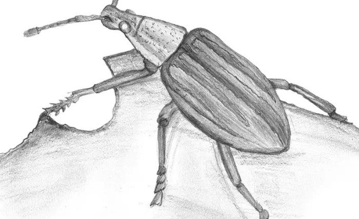 Drawing weevil insect insects drawings biology pest sketch biological pencil life resources realistic large weevils beetles cycles back paintingvalley