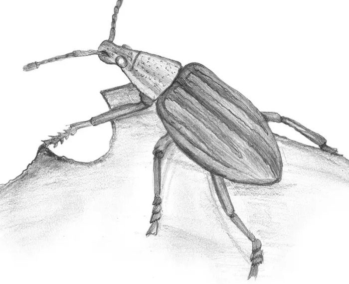 Drawing weevil insect insects drawings biology pest sketch biological pencil life resources realistic large weevils beetles cycles back paintingvalley