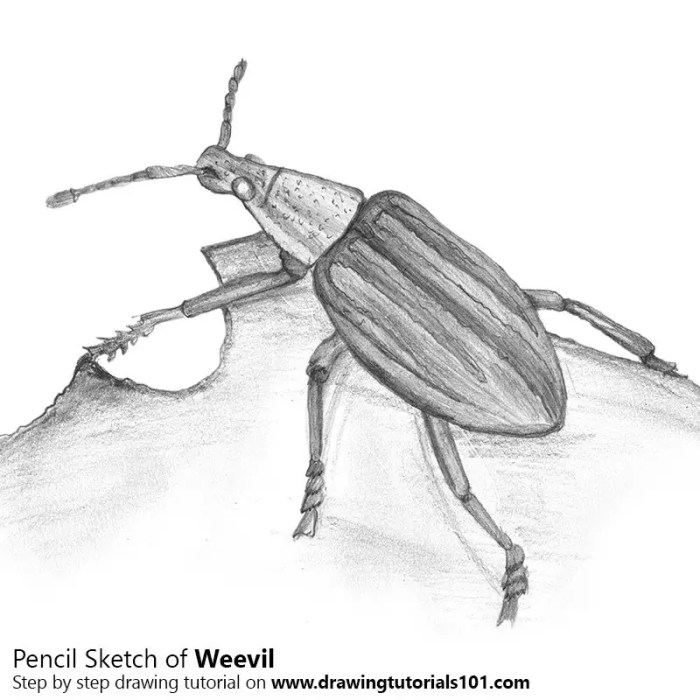 Drawing weevil insect insects drawings biology pest sketch biological pencil life resources realistic large weevils beetles cycles back paintingvalley