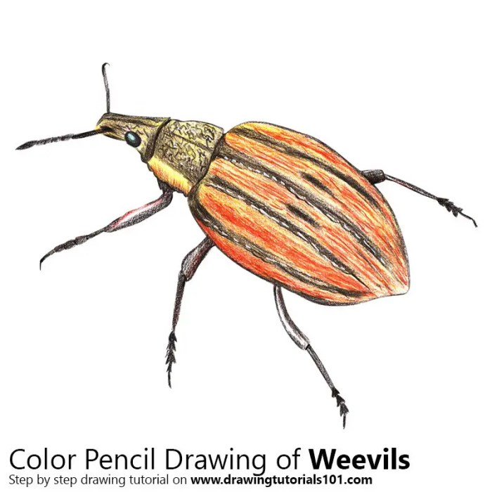 Easy drawing of boll weevil