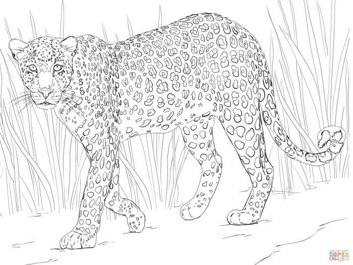 African animals coloring page