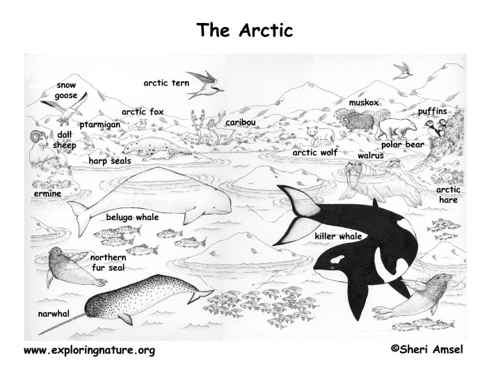 Arctic animals coloring pages for preschoolers