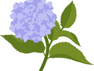 Hydrangea drawing easy easy