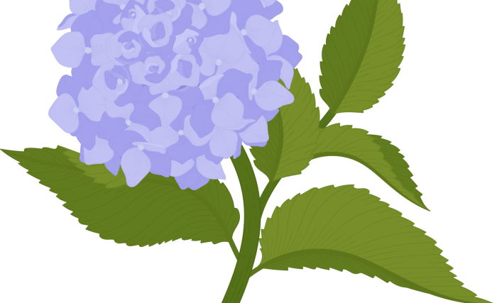 Hydrangea drawing easy easy