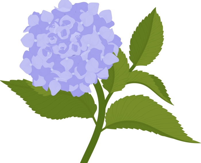 Hydrangea drawing easy easy