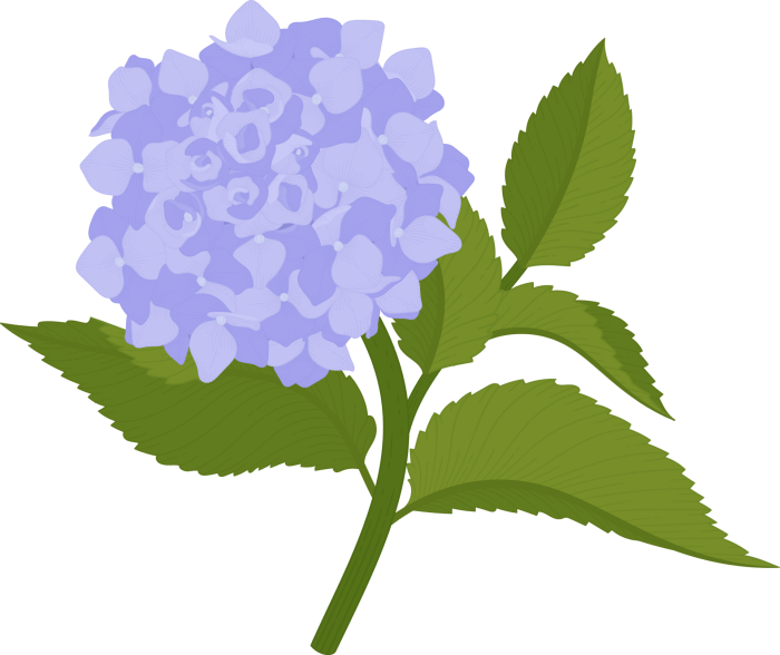 Hydrangea drawing easy easy