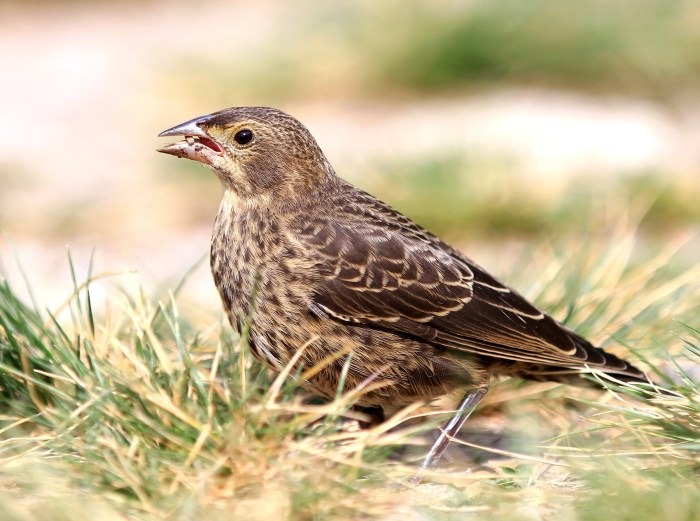 Brown headed cowbird easy drawing