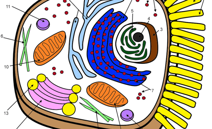 Animal & plant cell coloring worksheet key