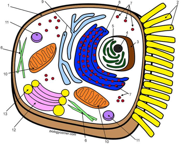 Animal & plant cell coloring worksheet key