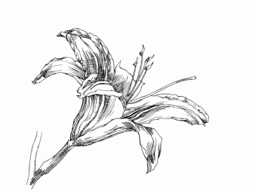 Easy daylily flower drawing