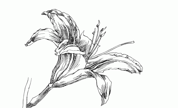 Easy daylily flower drawing