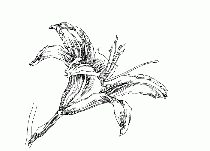 Easy daylily flower drawing