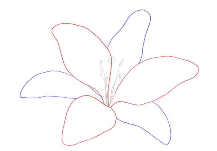 Easy daylily flower drawing