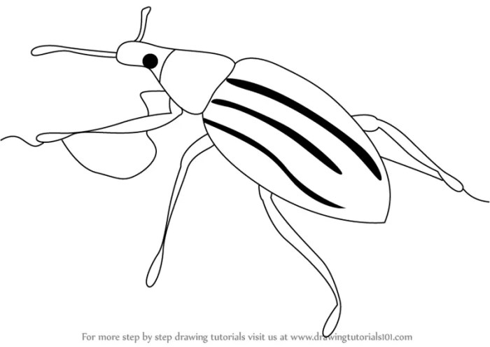 Easy drawing of boll weevil