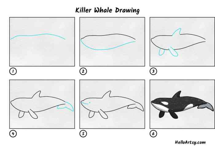 Drawing of a killer whale easy