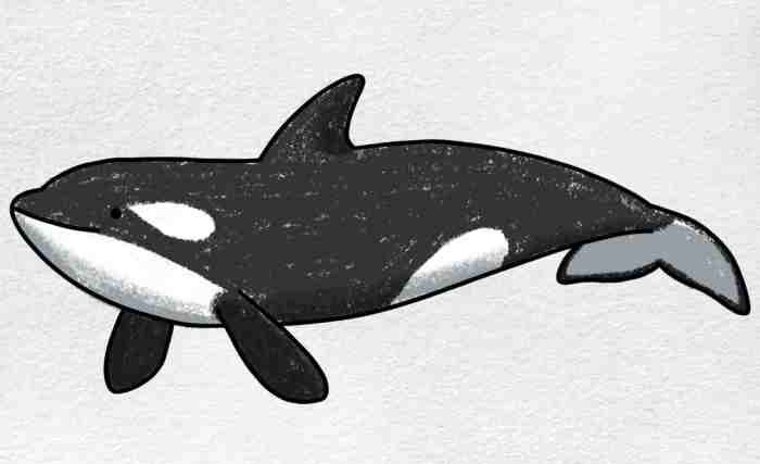 Whale killer orca whales shark logo orcas