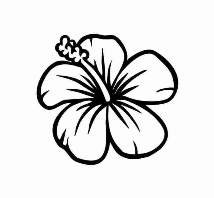 Flower drawing hibiscus drawings flowers tattoo designs sketch hawaiian cute draw easy plumeria pencil sketches rainforest gladiolus white tattoos hawaii