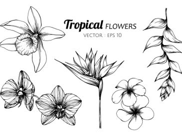 Flower images drawing easy tropical