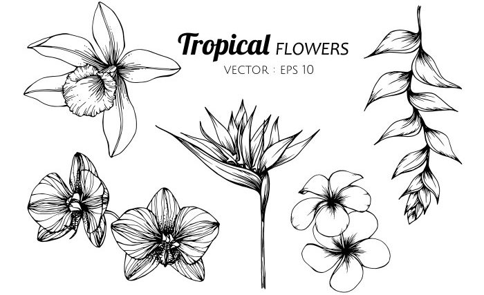 Flower images drawing easy tropical