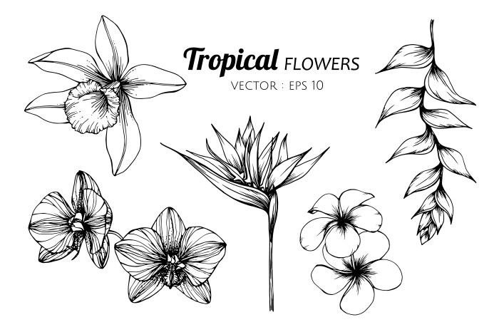 Flower images drawing easy tropical